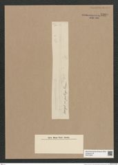 Synedra sp. (de-Toni-Nr.: Genus 66) Zeichnungen Sammlung Grunow Nr. 5399 (NHMW-BOT-W0373828)
